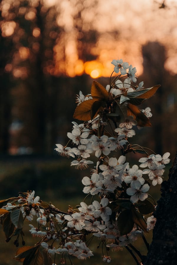 Обои