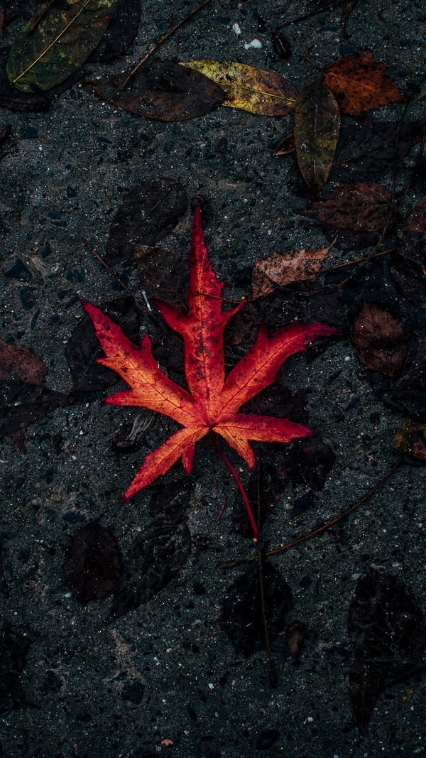 Обои