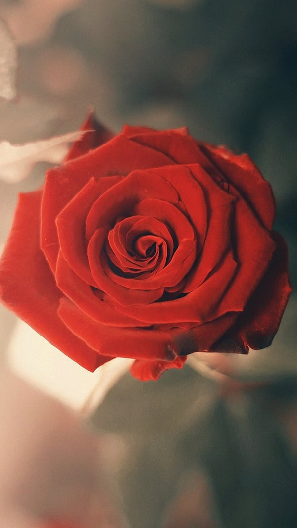 Обои