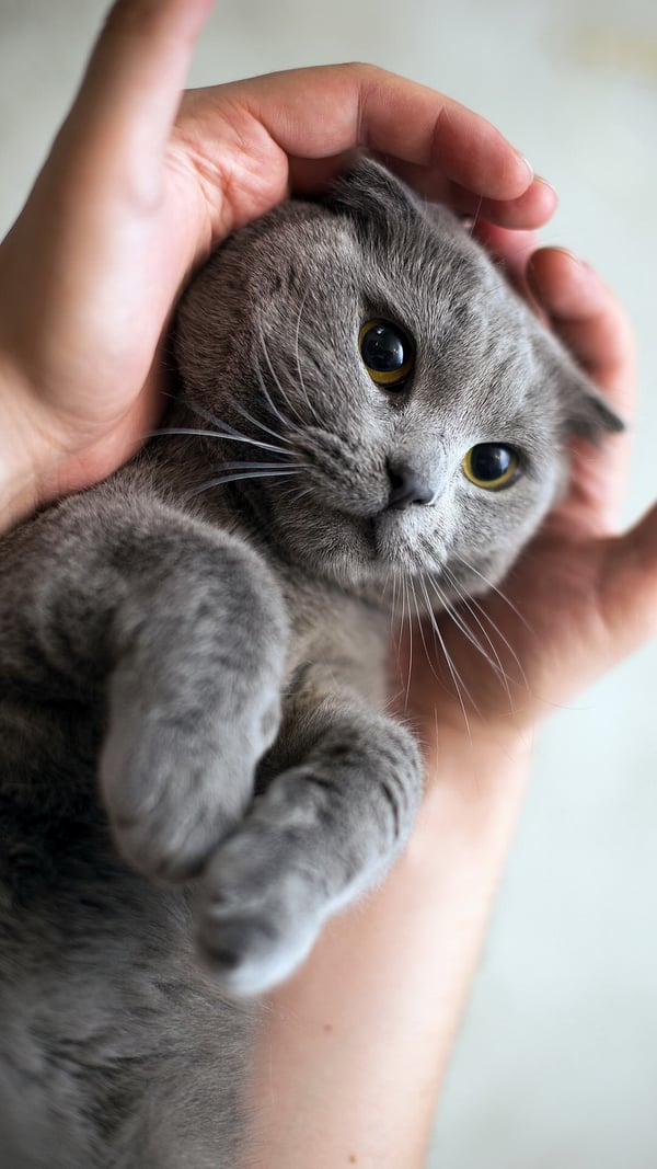 Обои