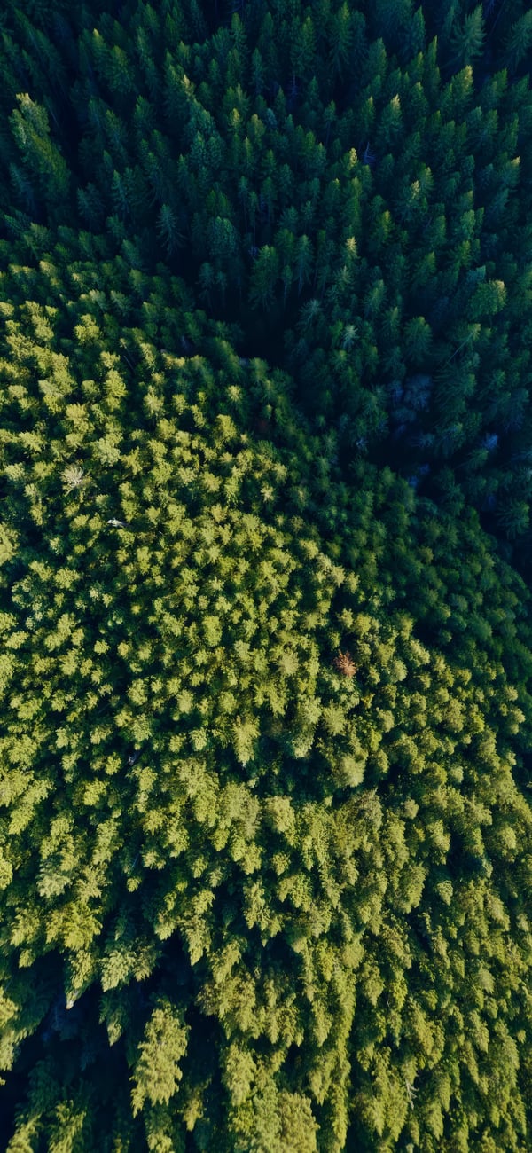 Обои