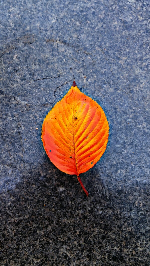 Обои