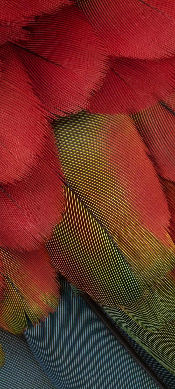 Обои