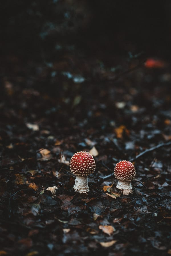 Обои