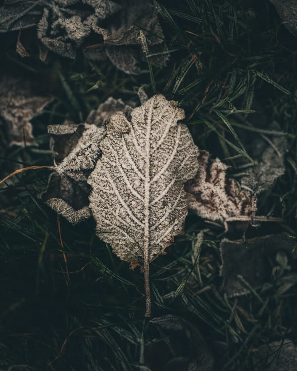 Обои