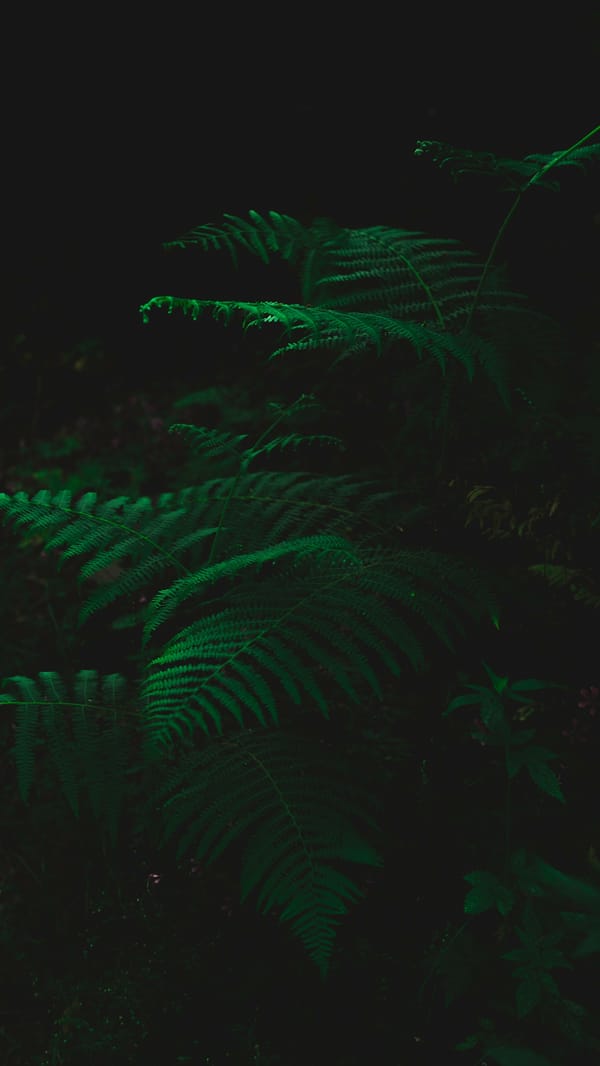 Обои