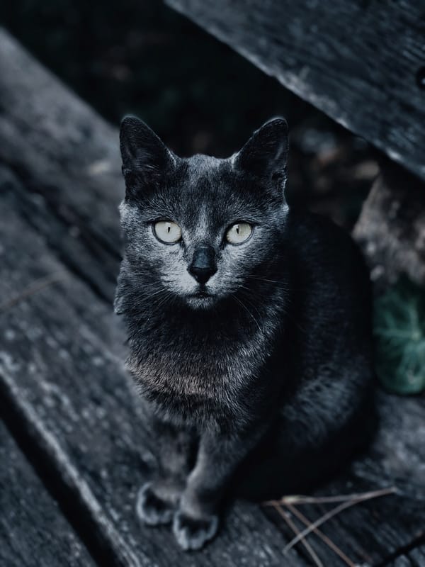 Обои
