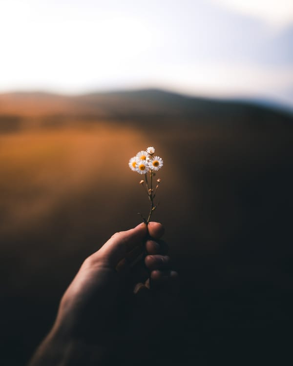 Обои