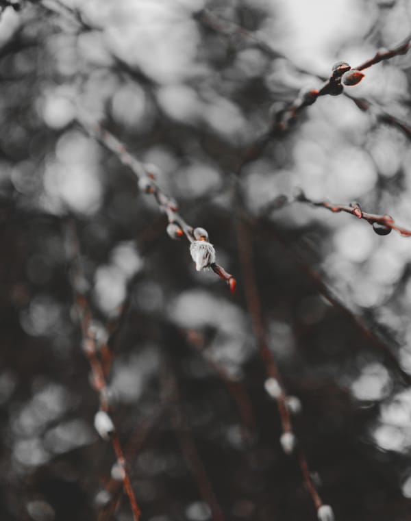 Обои