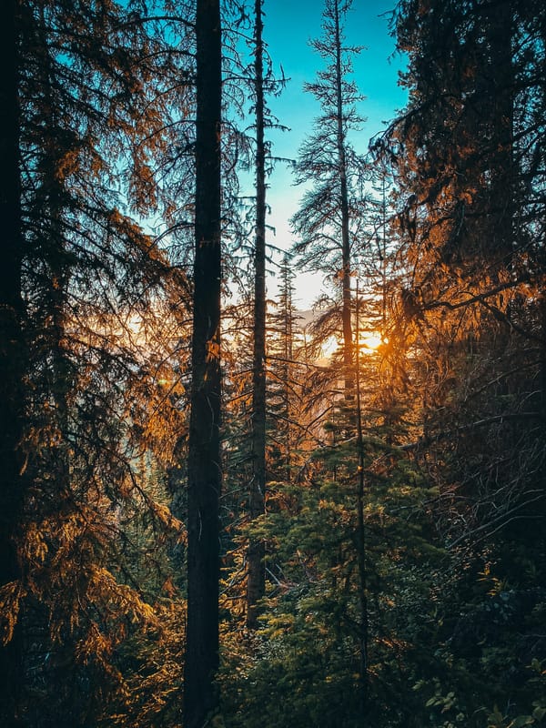 Обои