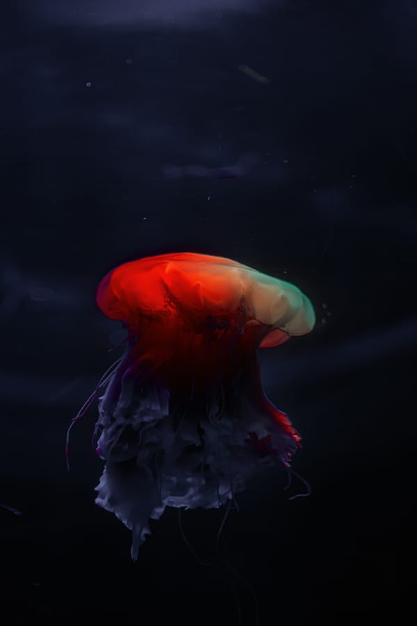 Обои