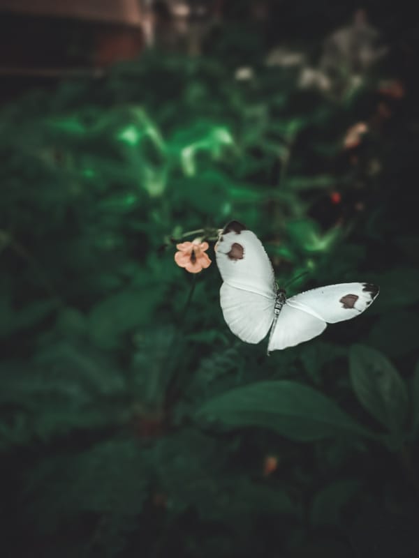 Обои