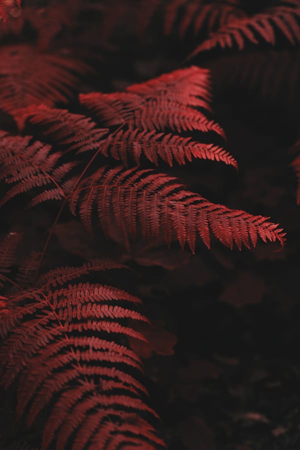 Обои