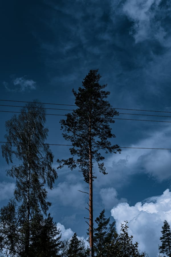 Обои