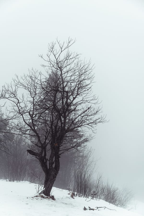 Обои