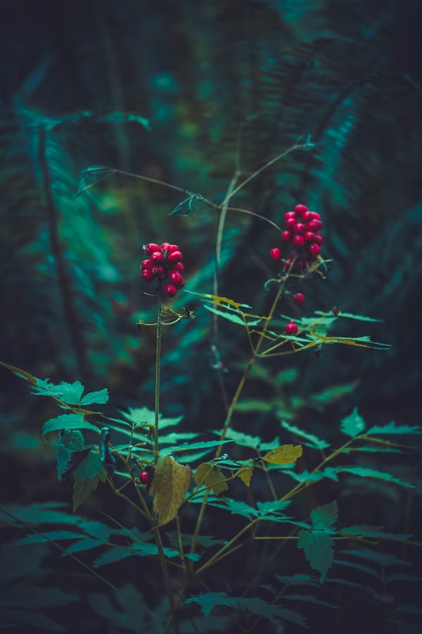 Обои