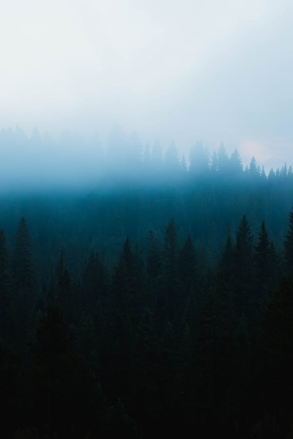Обои
