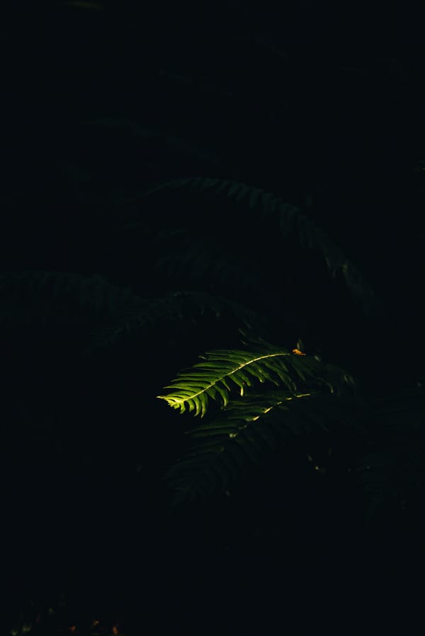 Обои
