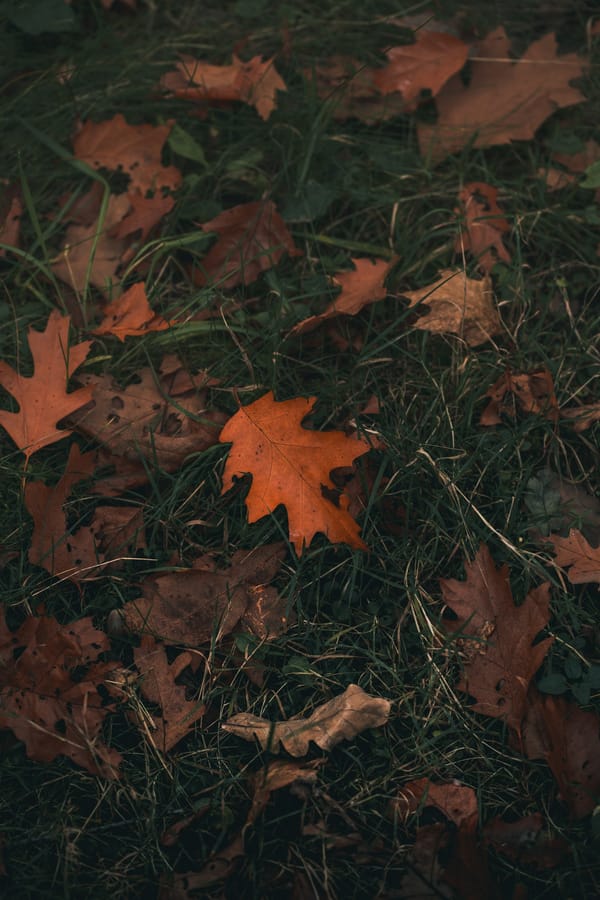 Обои