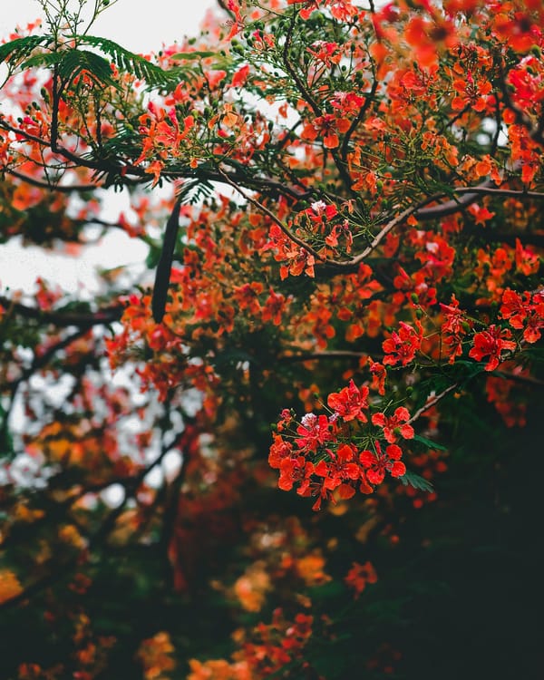 Обои
