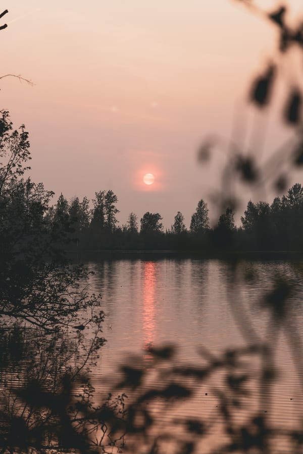 Обои