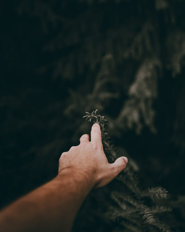 Обои