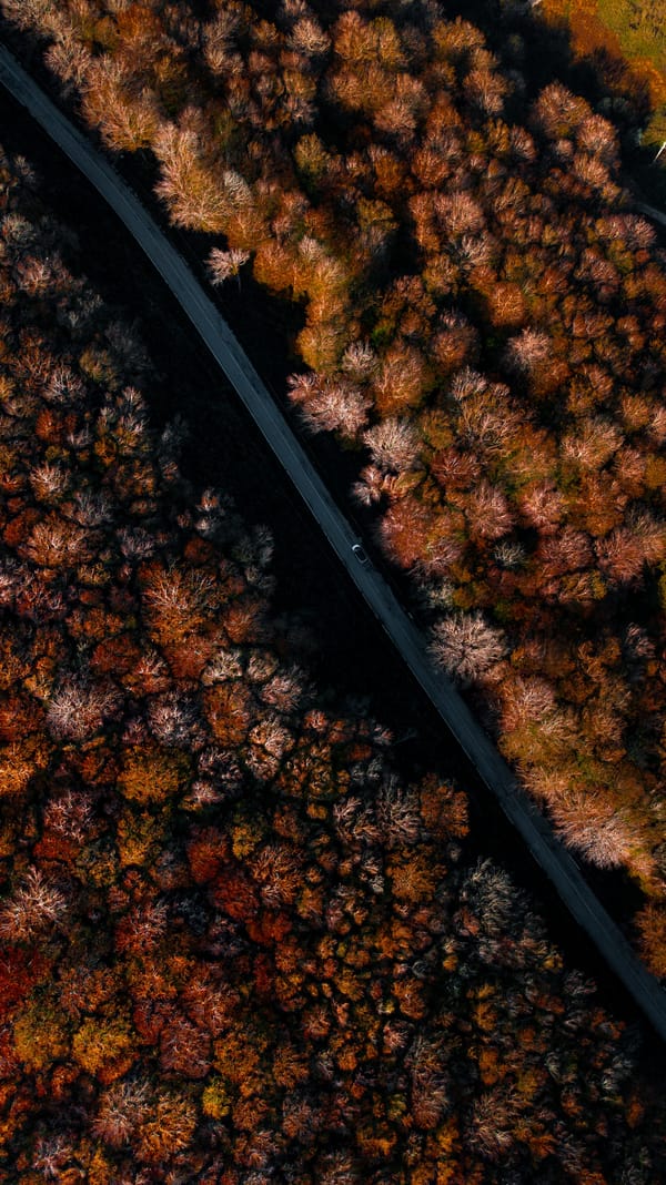 Обои