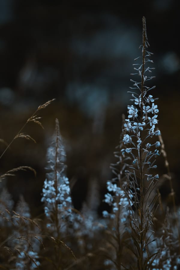 Обои