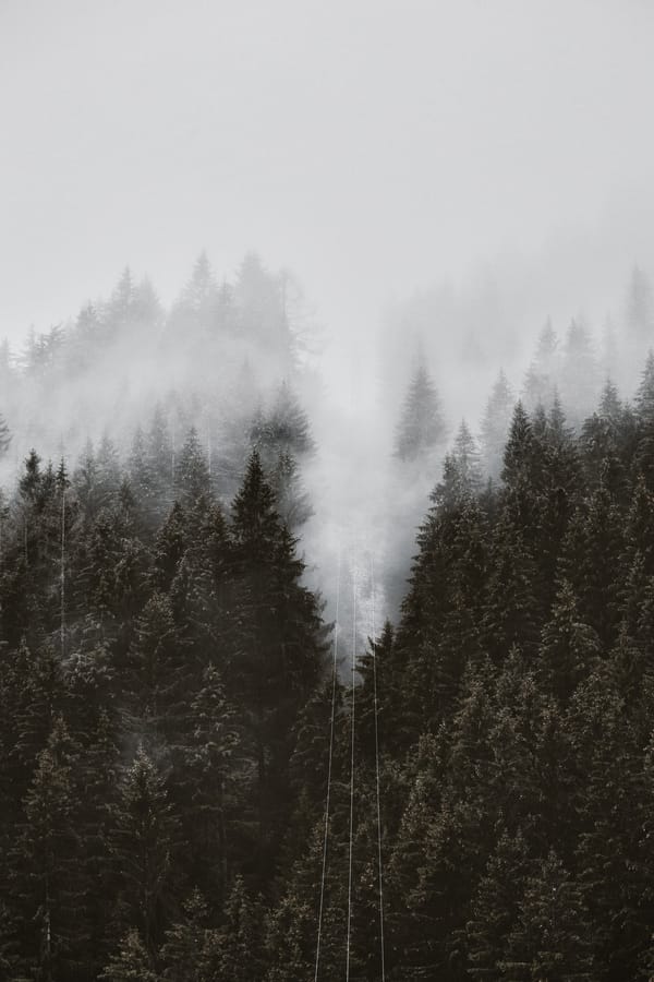 Обои