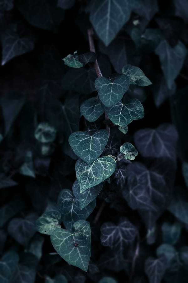 Обои