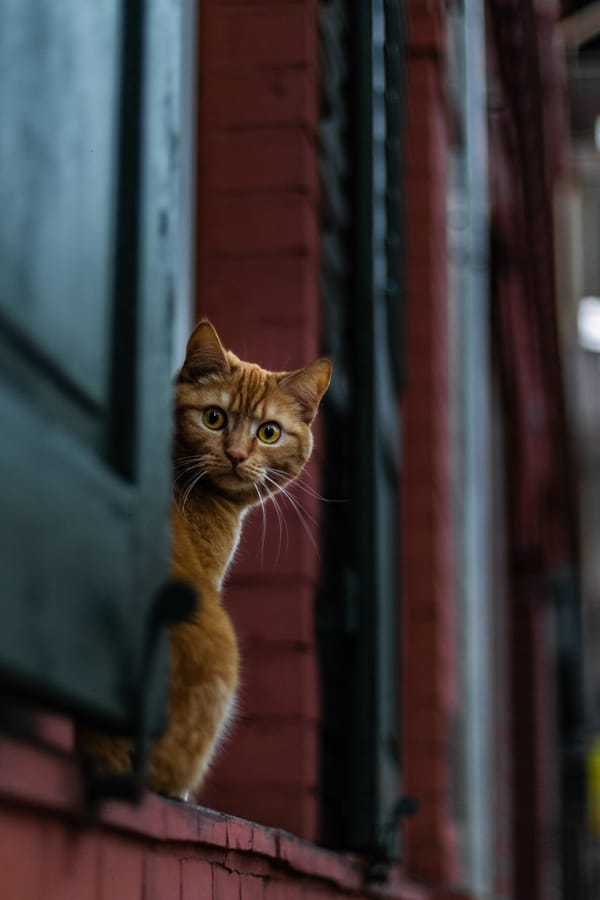 Обои