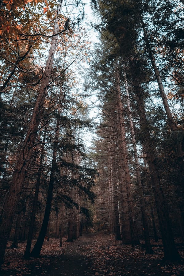 Обои