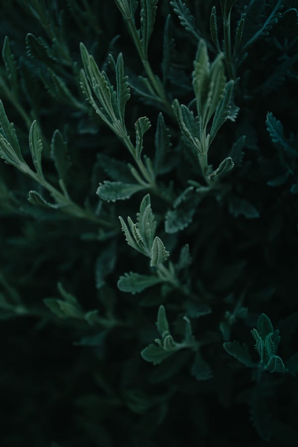 Обои