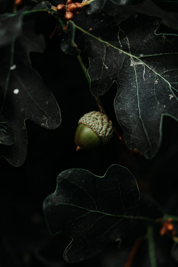 Обои
