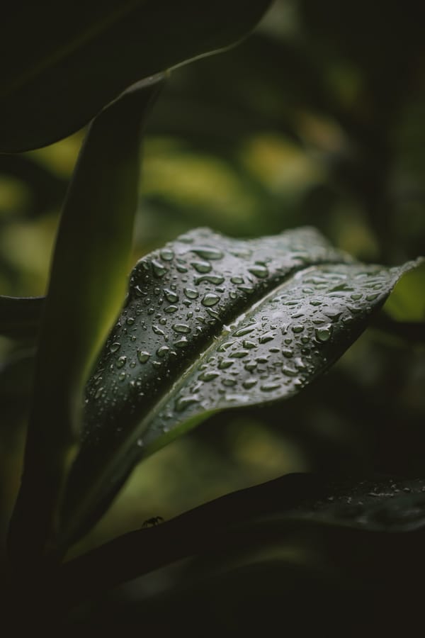Обои