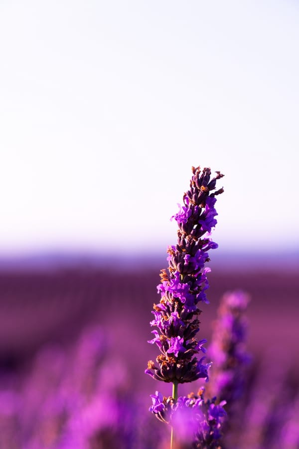 Обои