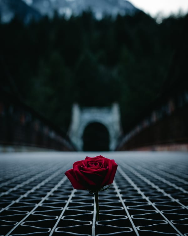 Обои