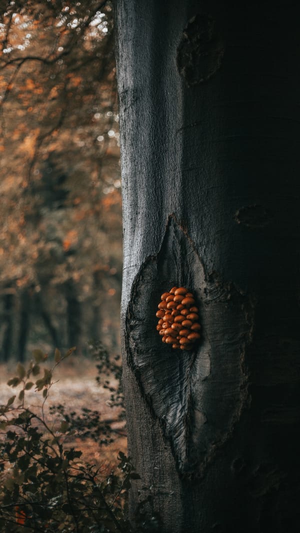 Обои