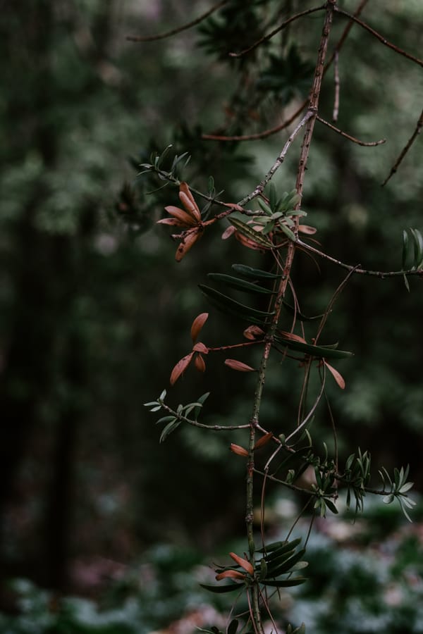 Обои
