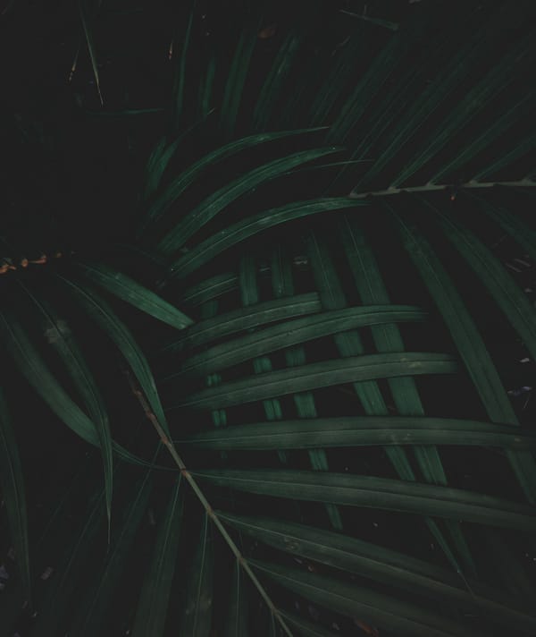 Обои