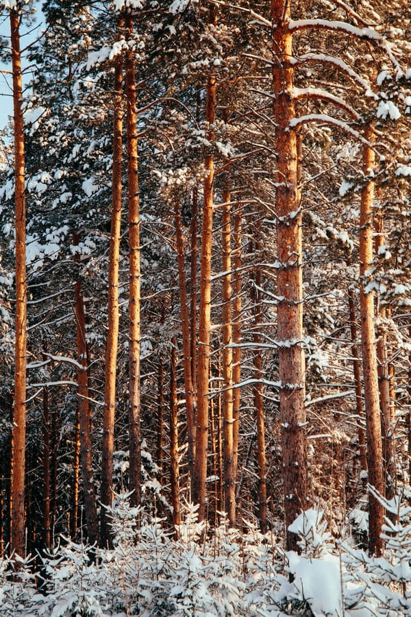Обои