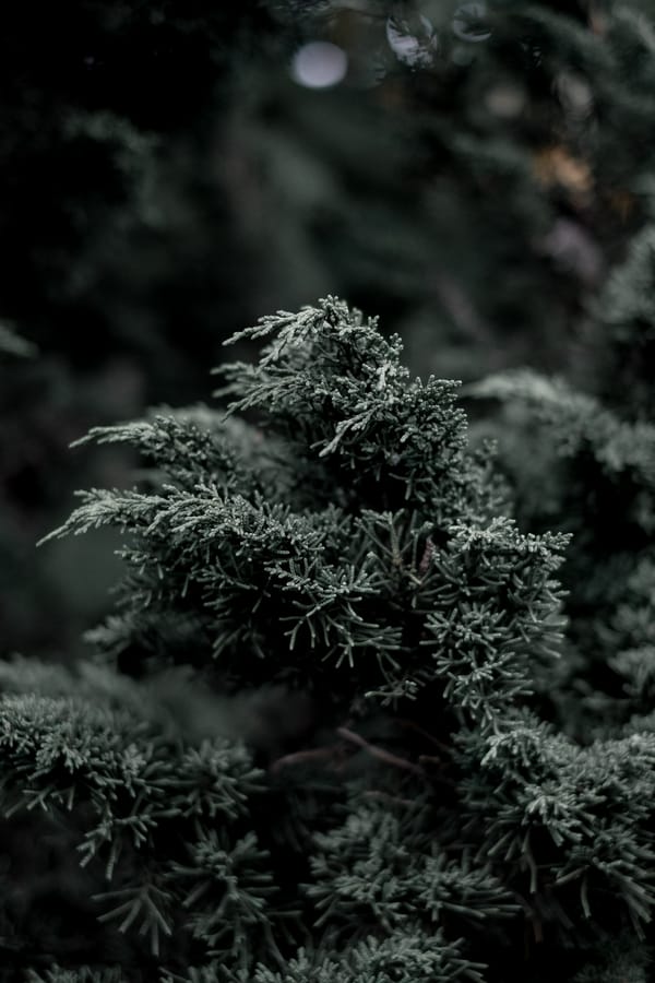 Обои