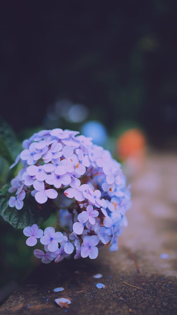 Обои
