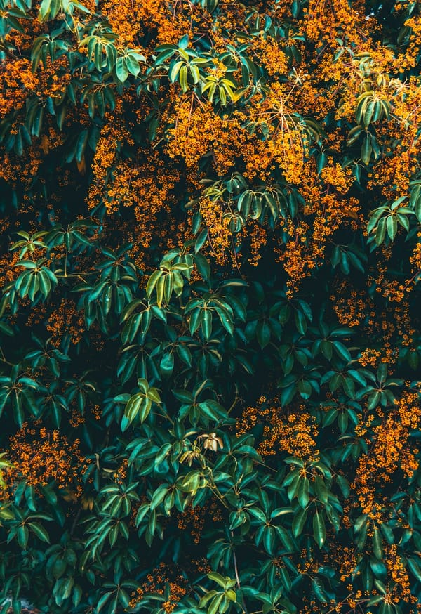 Обои