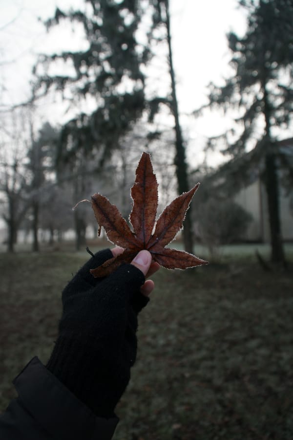 Обои