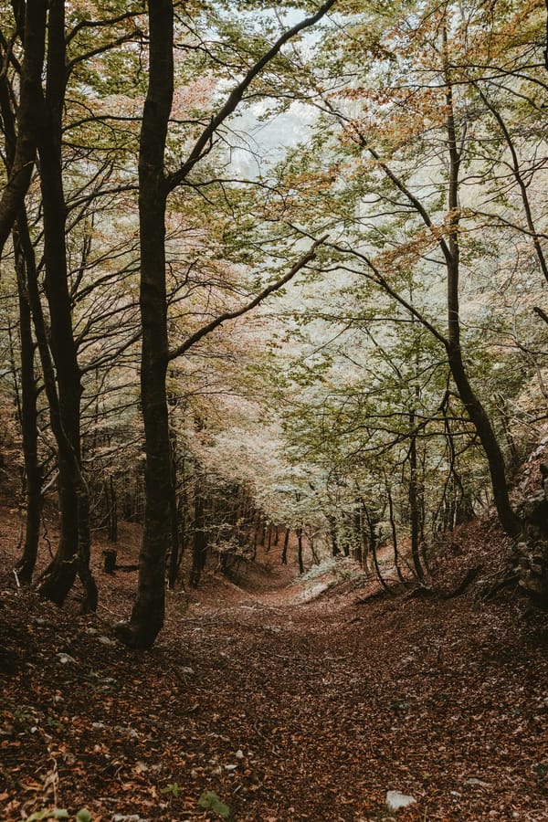 Обои