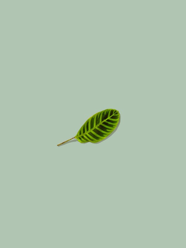 Обои