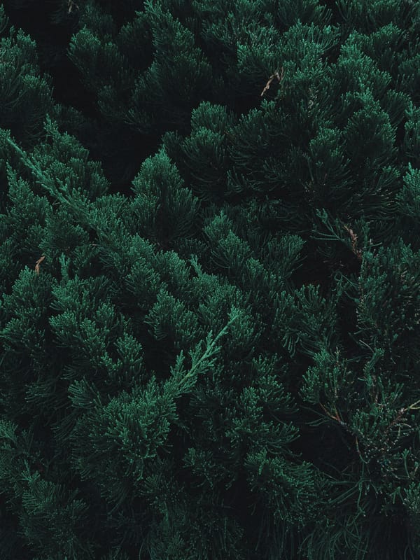 Обои