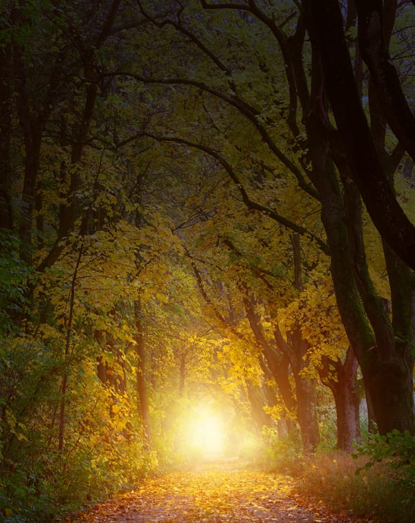 Обои