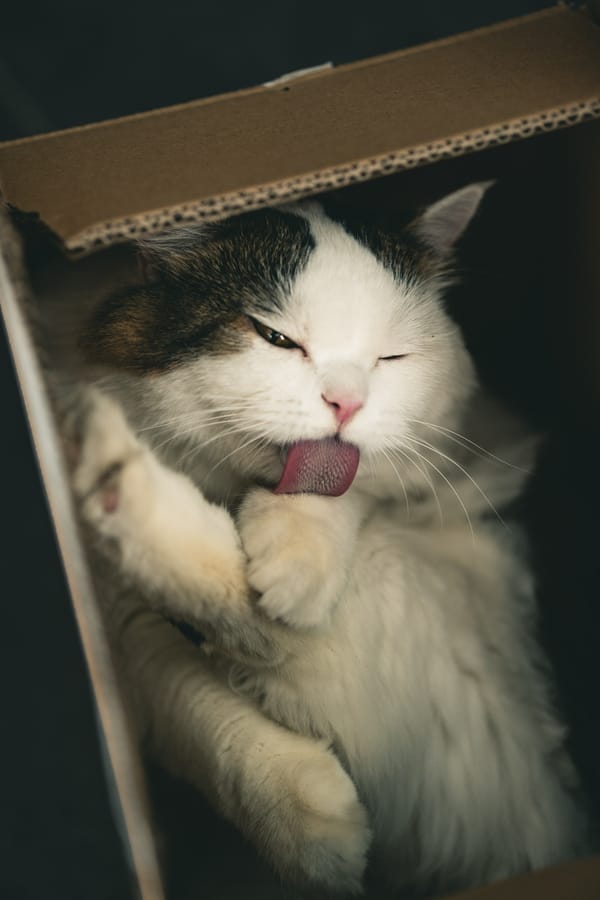 Обои